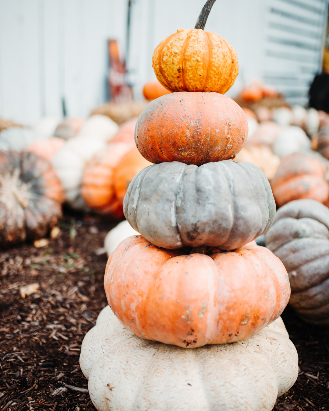 Fall seasonal facial at Facial Studio Magdalena in River North Chicago